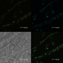 <strong>Fig. 1: Hyphal fusion.</strong> <strong>Top left:</strong> Histon::YFP transformant with yellow nuclei; <strong>top right:</strong> Histon::CFP transformant with blue nuclei; <strong>bottom left:</strong> bright field; <strong>bottom right:</strong> overlay of top figures indicating hyphal fusion (green nuclei).