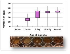 <strong>Fig. 2: </strong>Egg laying activity is negatively correlated with fungal colony size (box plot).