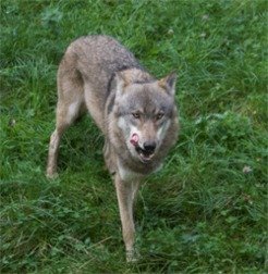 © Alina Jeschke <span style="font-family: Cambria;">Male Wolf (<em>Canis lup</em></span><em style="font-family: Cambria;">us lupus</em><span style="font-family: Cambria;">)</span>