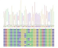 <span style="font-family: Cambria;">Sequencing the Prdm9 Exon coding for the C2H2-zinc-finger domain can reveal the underlying population diversity in the positions that are relevant for DNA binding. <br /></span>
