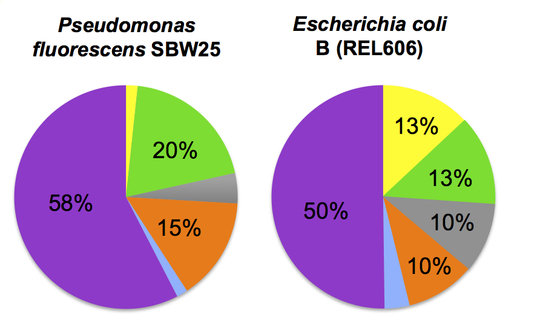 <p align="center"><strong>Figure 1. Biased and different use of the six leucine codons in the genomes of two bacterial species.</strong></p>
