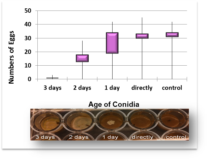 <strong>Fig. 2: </strong>Egg laying activity is negatively correlated with fungal colony size (box plot).