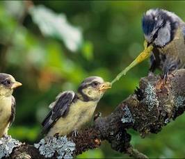 Marta Szulkin: Watching life from space - tit trait variation in the <i> Anthropocene</i>