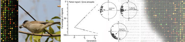 Max-Planck-Forschungsgruppe Verhaltensgenomik (Liedvogel)