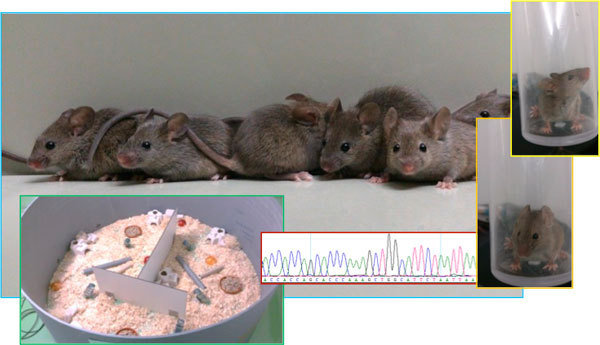 Evolution of Animal Behavior and Personality