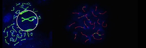 Forschungsgruppe Meiotische Rekombination und Genominstabilität