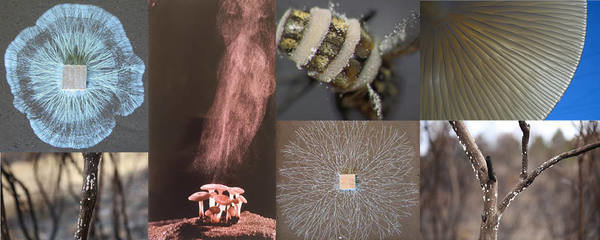 Fungal Ecology And Evolution