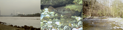 Cottus from the Dutch lowlands and Belgium (C. perifretum) as well as from tributaries to the River Rhine (C. rhenanus,) have come into secondary contact and given rise to invasive Cottus, a lineage of hybrid origin. Invasive Cottus (center, top individual) have colonized and spread within the lower River Rhine (left) while C. rhenanus (center, bottom individual) are restricted to smaller tributaries as for example the Bröl in North Rhine Westphalia (right) (Pictures: I. Steinmann, A. Hartl).