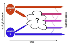 Homoploid hybrid speciation can be explained, if hybrid separate spatially and ecologically from their parents. However, intrinsic genetic conflicts and selective forces that affect in the emerging hybrid lineages are poorly understood.