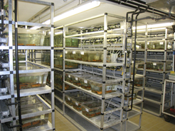 We have set up aquaria in a climate controlled chamber. Here the temperature and daylight cycle can be adjusted and follow the conditions in nature. This represents a prerequisite to successfully breed Cottus in captivity.