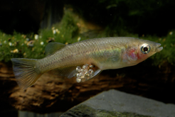 Female Oryzias eversi carry clusters of eggs until the embryos hatch. Female O. eversi show a conspicuous abdominal concavity and prolonged pelvic fins, accommodating and holding the eggs. This new species of ricefish highlights the island’s role as hotspot of adrianichthyid diversity (Picture: H.G. Evers).