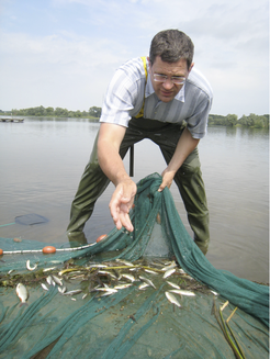 Cyprinid hybrids are so abundant, that if one catches a fair number of the parental species some hybrids can usually be found as long as one has a trained eye to identify them.