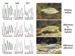Genetic sequence analysis (left) confirms what can be seen from phenotypes (right). A hybrid (middle) shows intermediate traits that originate from its parental species (top and bottom) (Pictures: A. Hartl).