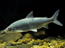 Whitefishes of the genus Coregonus have radiated to exploit different niches in lakes from temperate regions (Picture: A. Hartl). They provide an excellent study system to learn about adaptive trait genetics.