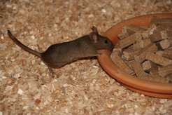 Within one week of switching to a lab chow diet, the intestinal bacterial communities of wild house mice shift to a carbohydrate-associated enterotype.
