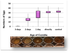 Fig. 2: Egg laying activity is negatively correlated with fungal colony size (box plot).
