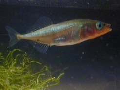 Ein Stichlingsmännchen in roter Balzfärbung am Eingang seines Nestes.
