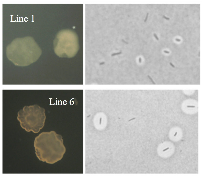 Figure 2: Two bet hedging genotypes evolved in parallel. Each produces two colony (left) and cell (right) types.