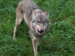Male Wolf (Canis lupus lupus)