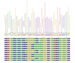 Sequencing the Prdm9 Exon coding for the C2H2-zinc-finger domain can reveal the underlying population diversity in the positions that are relevant for DNA binding.