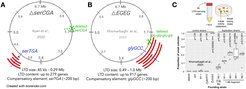 Fig 1. During tranlsation tRNAs match codons to amino acids. Some tRNAs are essential, while other tRNAs are not.