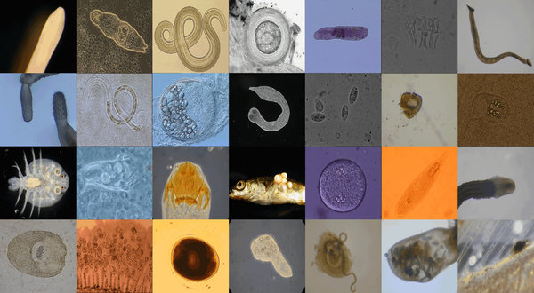 Research Group Parasitology Research Group Parasitology