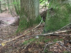 Waldboden, tote Laubblätter und Eichenstämme sind natürliche Lebensräume von Hefen.