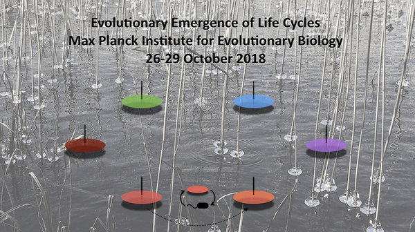 Evolutionary emergence of life cycles
