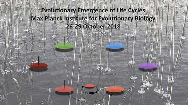 Evolutionary emergence of life cycles Evolutionary emergence of life cycles