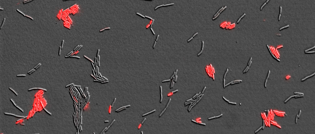Max-Planck Fellow Gruppe Antibiotikaresistenzevolution (Schulenburg)