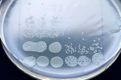 Kurze Vorbehandlung mit einem Penizillin erhöht die Wirksamkeit eines nachfolgenden Aminoglykosids. Gezeigt ist eine Verdünnungsreihe einer Bakterienprobe nach Ende der Behandlung, entweder ohne (3 Spalten links) oder mit Vorbehandlung (3 Spalten rechts).