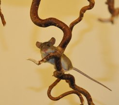 Die Hausmaus hat ein ausgeprägtes Sozialverhalten. Sie kommuniziert im Ultraschallbereich und hat sogar eine eigene Persönlichkeit.