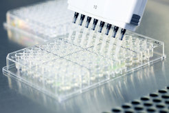 Antibiotikaresistenz: Evolutionsexperimente im Labor