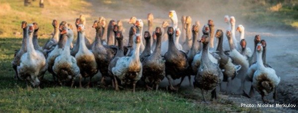 Evolution of interacting populations Evolution of interacting populations