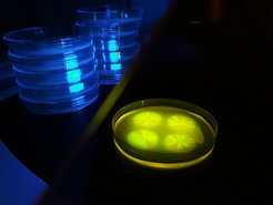 Experimente im Labor helfen dabei zu verstehen, wie Bakterien in einer Gemeinschaft zusammenleben.