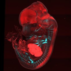 Visualization of cartilage elements in developing embryo