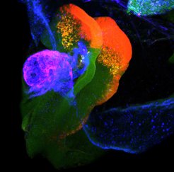 Neural crest cells (red) at the border of neural plate in mouse embryo