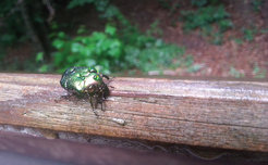 Ein Rosenkäfer (Cetonia aurata) nach dem Regen in Bad Malente, Deutschland. Dieser Käfer steht, wie die meisten Organismen, vor einem Kompromiss zwischen Überleben und Fortpflanzung.