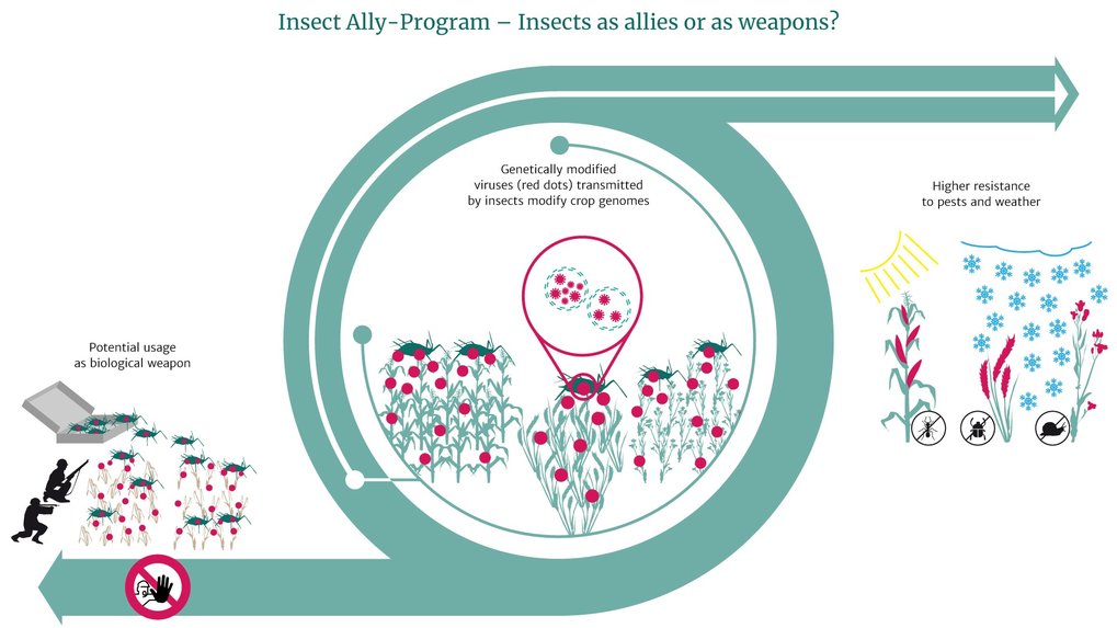 Research programm with potential for dual use: scientists fear that the Insect Ally program by the US could encourage other states to increase their own research activities in the field of biological warfare.