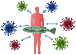 Die Forschungsgruppe für Evolutionäre Immungenomik beschäftigt sich mit den Interaktionen zwischen Wirten und ihren Parasiten und untersucht, wie diese Prozesse sich auf die Evolution des Immunsystems auswirken.