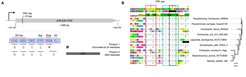 Fig 2. The RF2/prfB autoregulation system. (A) In SBW25. (B) In other model bacterial genomes.