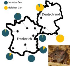 Distribution of the amylase gene in populations of the western house mouse (the capture sites are marked by stars). The pie charts show the proportion of mice that carry the intact (green) or defective (yellow) gene variant.