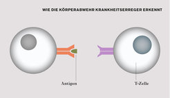 Die MHC-Gene beinhalten die Information zur Bildung von Proteinen auf der Oberfläche einer Immunzelle (links). Diese binden Molekülfragmente aus dem Innern der Zelle und präsentieren sie einer T-Zelle des Immunsystems (rechts), die dann eine Abwehrreaktion auslösen kann.