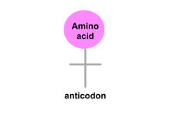 Schema eines tRNA-Moleküls. Das Antikodon bringt Kodons (in der genetischen Information) zu Aminosäuren zusammen, die zu Proteinen werden.
