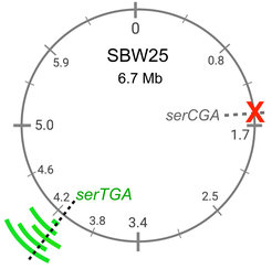 The deletion of one tRNA gene (red X) is compensated by duplication of another tRNA gene (green).