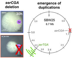 Fig 2. Deleting the tRNA-encoding serCGA gene leads to a growth defect (small colonies at 30h on KB agar; left). The defect is compensated by one of several large-scale duplications (green arcs) in the chromosome, each containing tRNA gene serTGA (right).