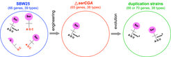 Fig 3. The effect of serCGA deletion (middle) and subsequent serTGA duplication (right) on the P. fluorescens SBW25 mature seryl-tRNA pool (left).