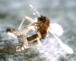 Ein Clunio marinus - Männchen versucht, ein Weibchen aus seiner Puppenhülle zu befreien.