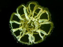 Kolonie von Pseudomonas-Bakterien auf der Oberfläche eines festen Nährmediums. Das faltige Aussehen ist eine Folge von Mutationen, die eineÜberproduktion eines Cellulosepolymerszur Folge haben. In flüssigem Nährmedium bilden die Bakterien eine dichte Matte.