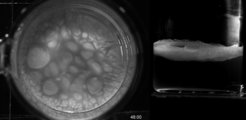 Matte der Wrinkly spreader-Bakterien an der Oberfläche eines flüssigen Kulturmediums nach zwei Tagen. Dank der verstärkten Produktion einesCellulosepolymers haften die Zellen aneinander und am Rand des Kulturgefäßes. Dadurch bleibensie an der Grenzfläche von Luft und Flüssigkeit, wo sie mit reichlich Sauerstoff versorgt werden. (rechts im Bild die Seitenansicht.)